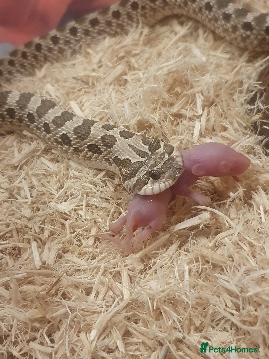 Snake reptiles for sale: Normal Western Hognose available  - Image 1