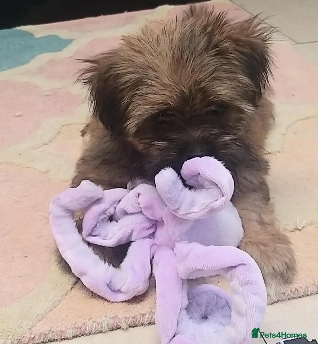 Shih Tzu dogs for sale: Pretty  girl  Shih Tzu in Boston - Advert 2