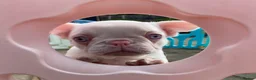 French Bulldog dogs for sale: Last KC registered French Bulldog puppy - Advert 15