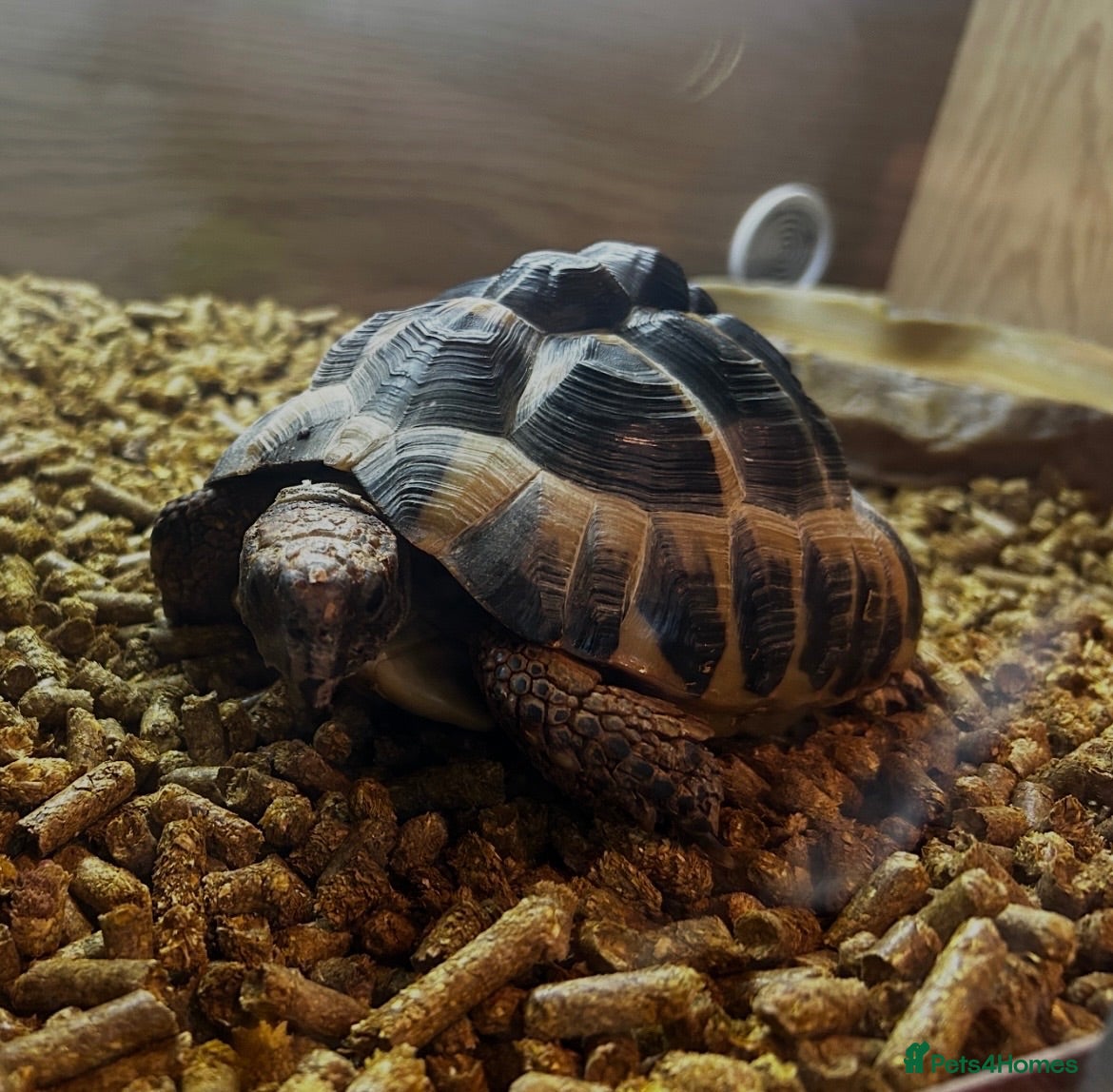 Hermann Tortoise reptiles Adult Female Hermann’s Tortoise. Full Setup - Advert 1