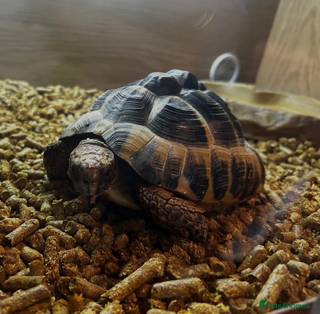 Hermann Tortoise reptiles for sale: Adult Female Hermann’s Tortoise. Full Setup in Saint Helens - Advert 1