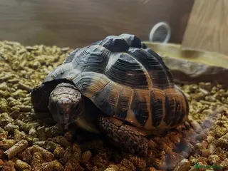 Hermann Tortoise reptiles Adult Female Hermann’s Tortoise. Full Setup - Advert 1