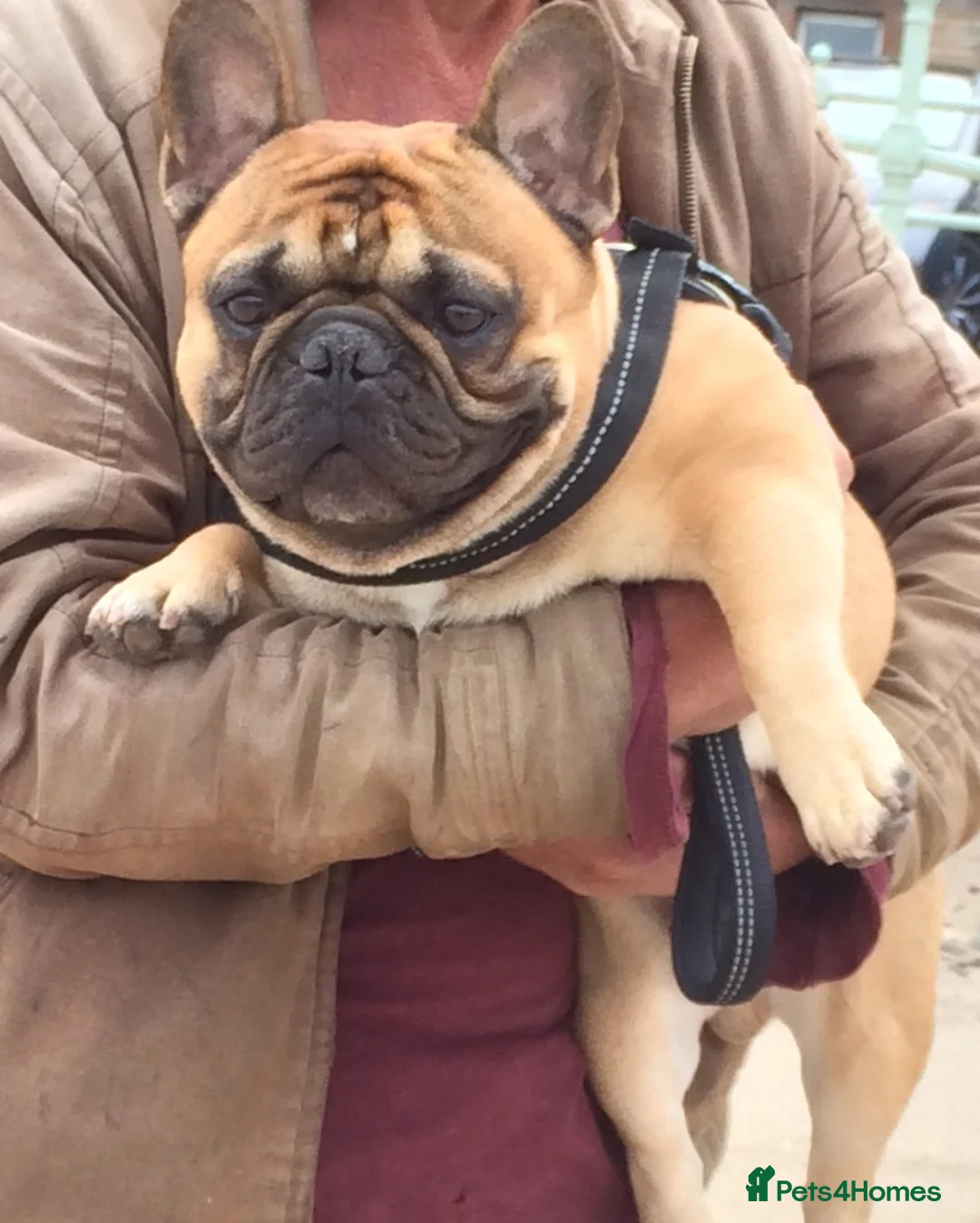 French Bulldog dogs for stud: Henri show winning red fawn stud  - Advert 3