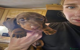 Miniature Dachshund dogs for sale: Miniature Dachshunds For Sale - Image 9