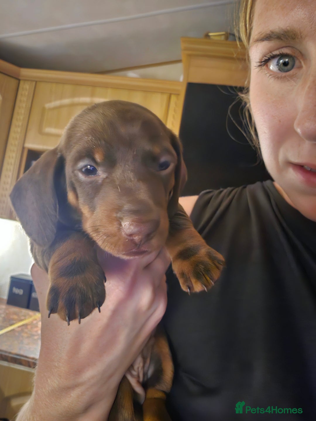 Miniature Dachshund dogs for sale: Miniature Dachshunds For Sale - Image 9