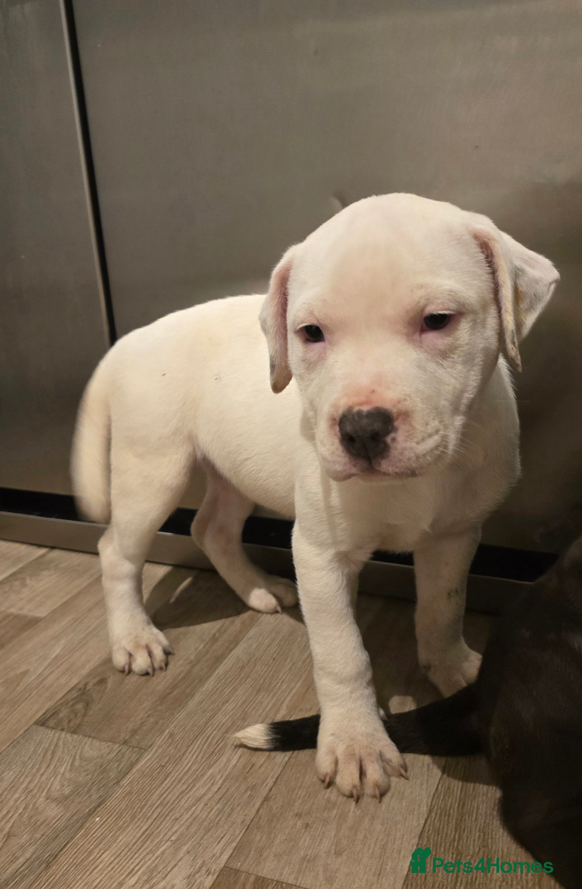 American Bull Staffy dogs Ready for collection! Staffordshire  - Advert 4