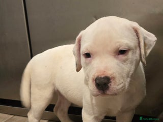 American Bull Staffy dogs Ready for collection! Staffordshire - Advert 2