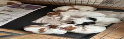 Cockalier dogs for sale: Working Spaniel x Cavalier King Charles Spaniel - Advert 3
