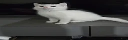 Domestic Shorthair cats for sale: 4 gorgeous kittens - Advert 5