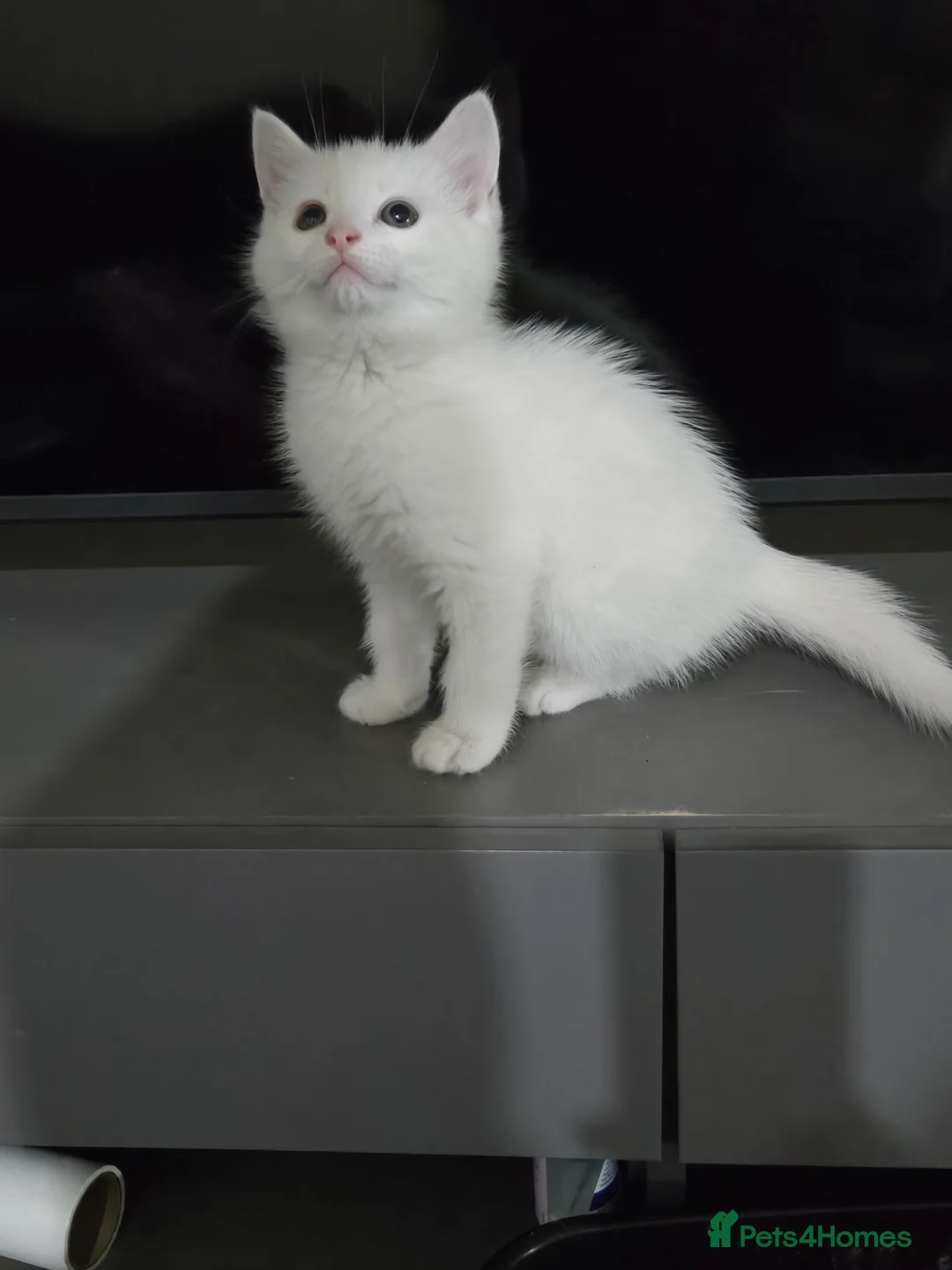 Domestic Shorthair cats for sale: 4 gorgeous kittens - Advert 5