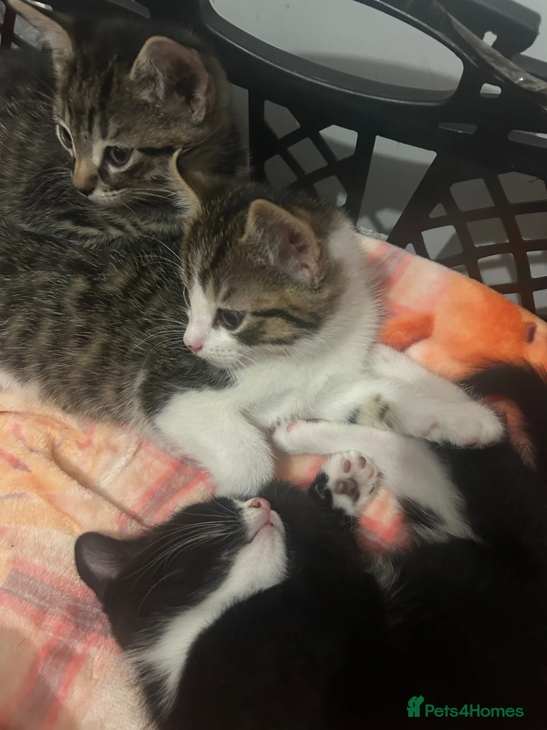 Mixed Breed cats for sale: 4 kittens all very different from each other  - Advert 31