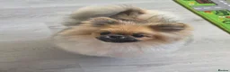 Pomeranian dogs for sale: Teddy beautiful pomeranian puppy - Advert 8