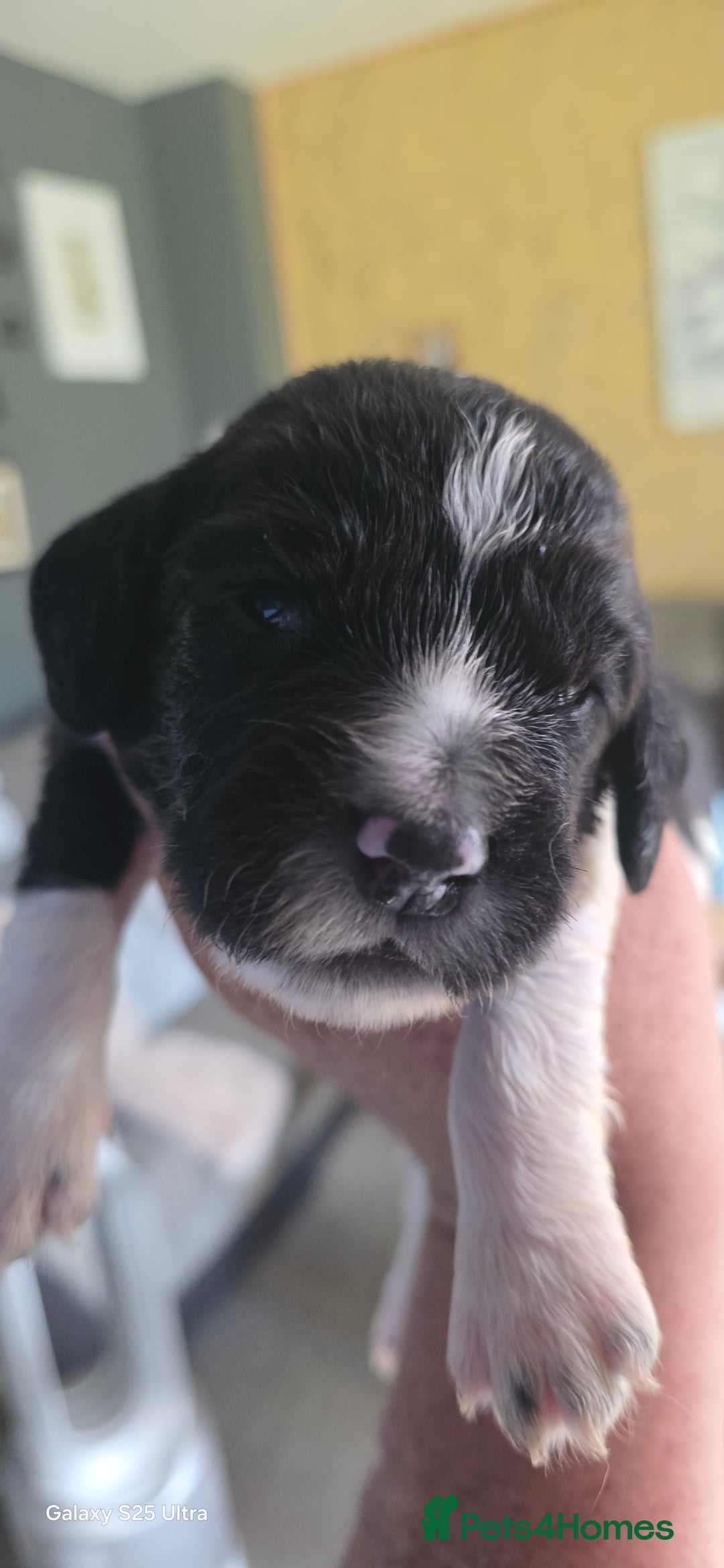 Sprocker dogs for sale: Spaniel Puppies  - Image 5