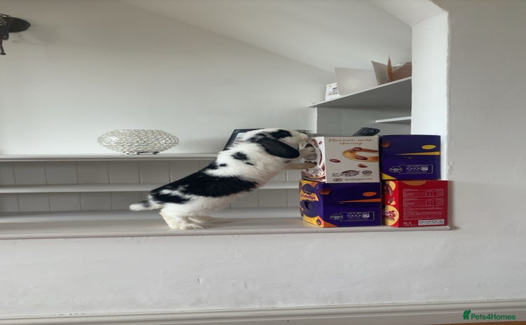 Mini Lop rabbits - Advert 10