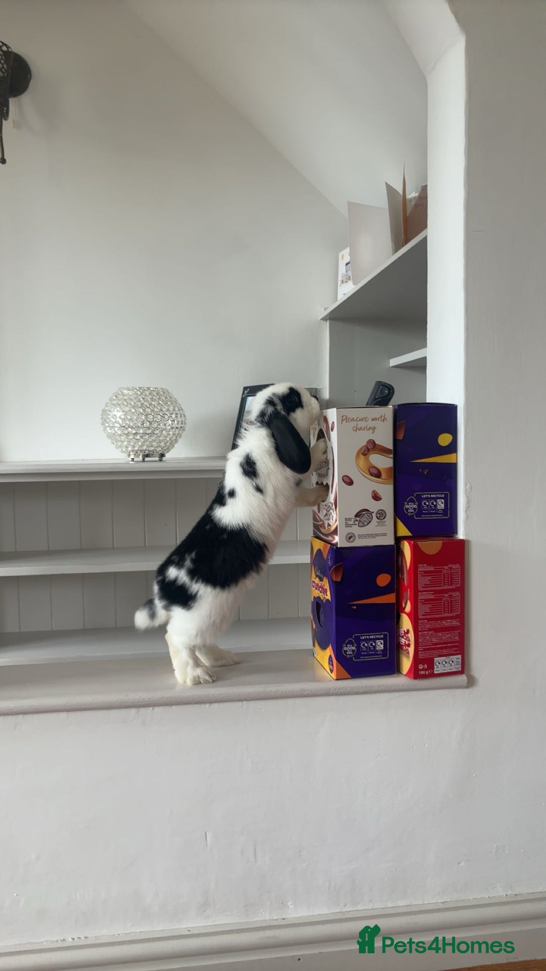 Mini Lop rabbits for sale: Male Mini Lop - 6 months old  - Image 1