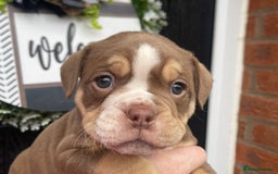 Olde English Bulldogge dogs for sale: Olde English Bulldogs - Advert 32
