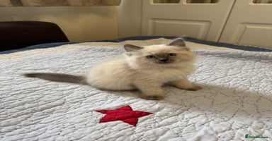 Ragdoll cats - Advert 13