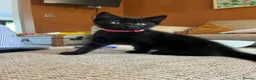 Mixed Breed cats for sale: Two beautiful black kittens  in Bracknell - Advert 4