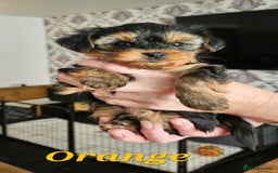 Morkie dogs for sale: Adorable Morkies - Image 2