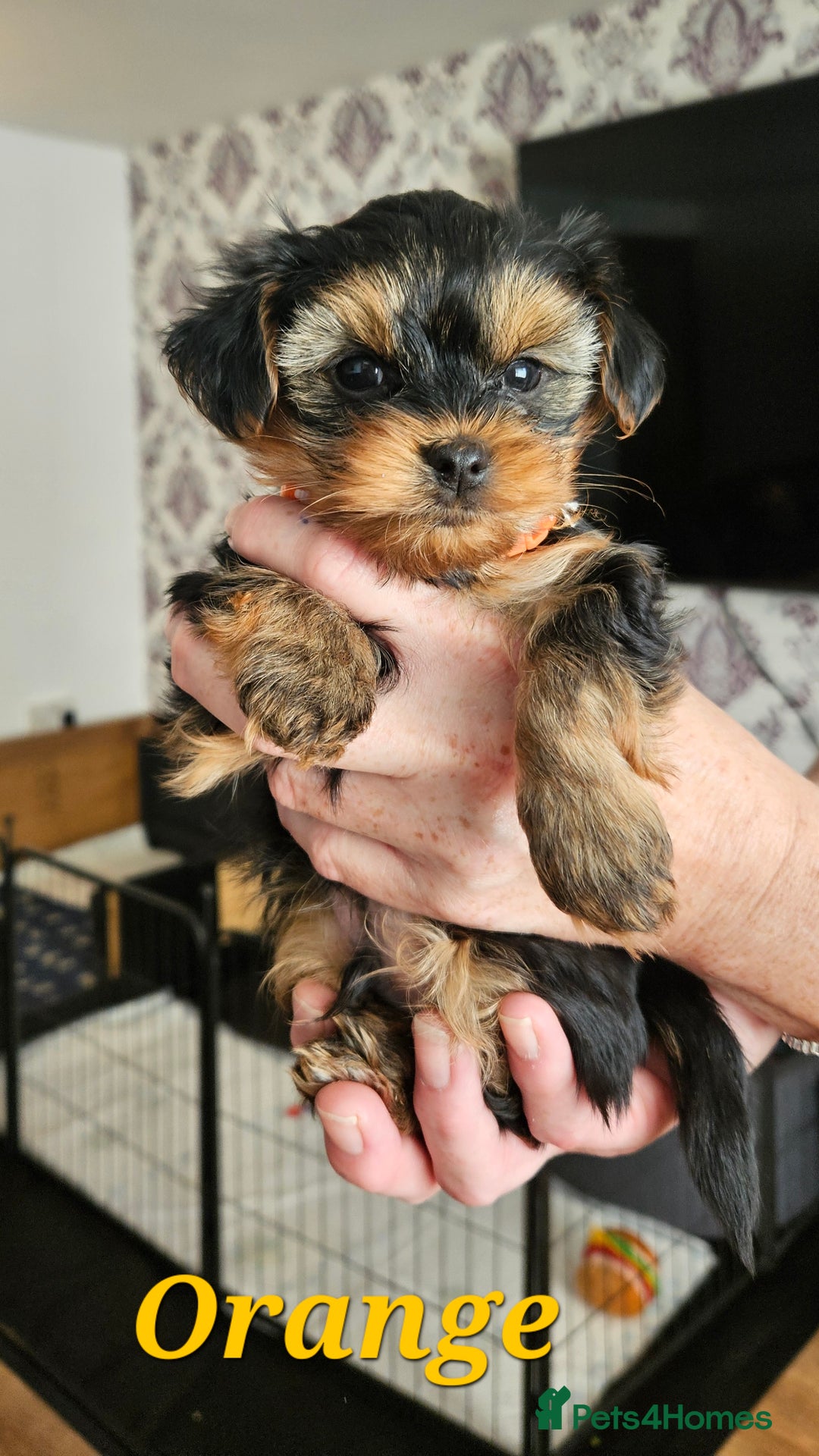 Morkie dogs for sale: Adorable Morkies - Image 2
