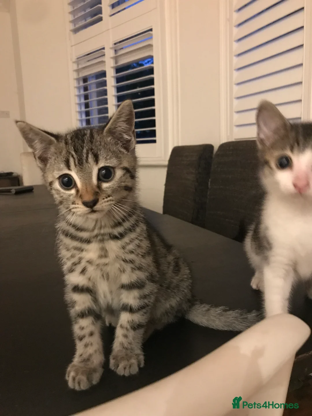 Mixed Breed cats for sale: A litter of 3 Mixed Siamese & American long hair - Advert 2