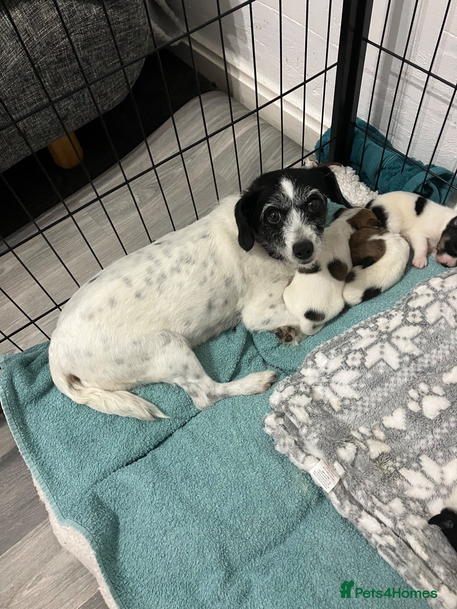 Jack Russell dogs Jack Russel puppies for sale  - Advert 7