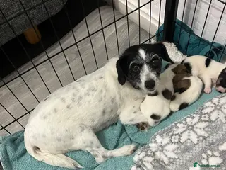 Jack Russell dogs Jack Russel puppies for sale - Advert 2