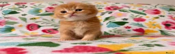 Scottish Fold cats for sale: Beautiful pedigree Scottish fold kittens - Advert 22