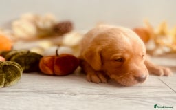 Labrador Retriever dogs for sale: Yellow Labrador Puppies - Image 4
