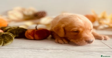 Labrador Retriever dogs - Advert 3
