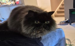 Persian cats for sale: Female Persian Kitten - Image 5