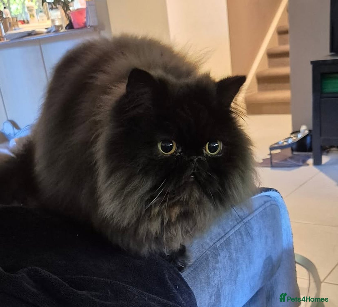 Persian cats for sale: Female Persian Kitten - Image 5
