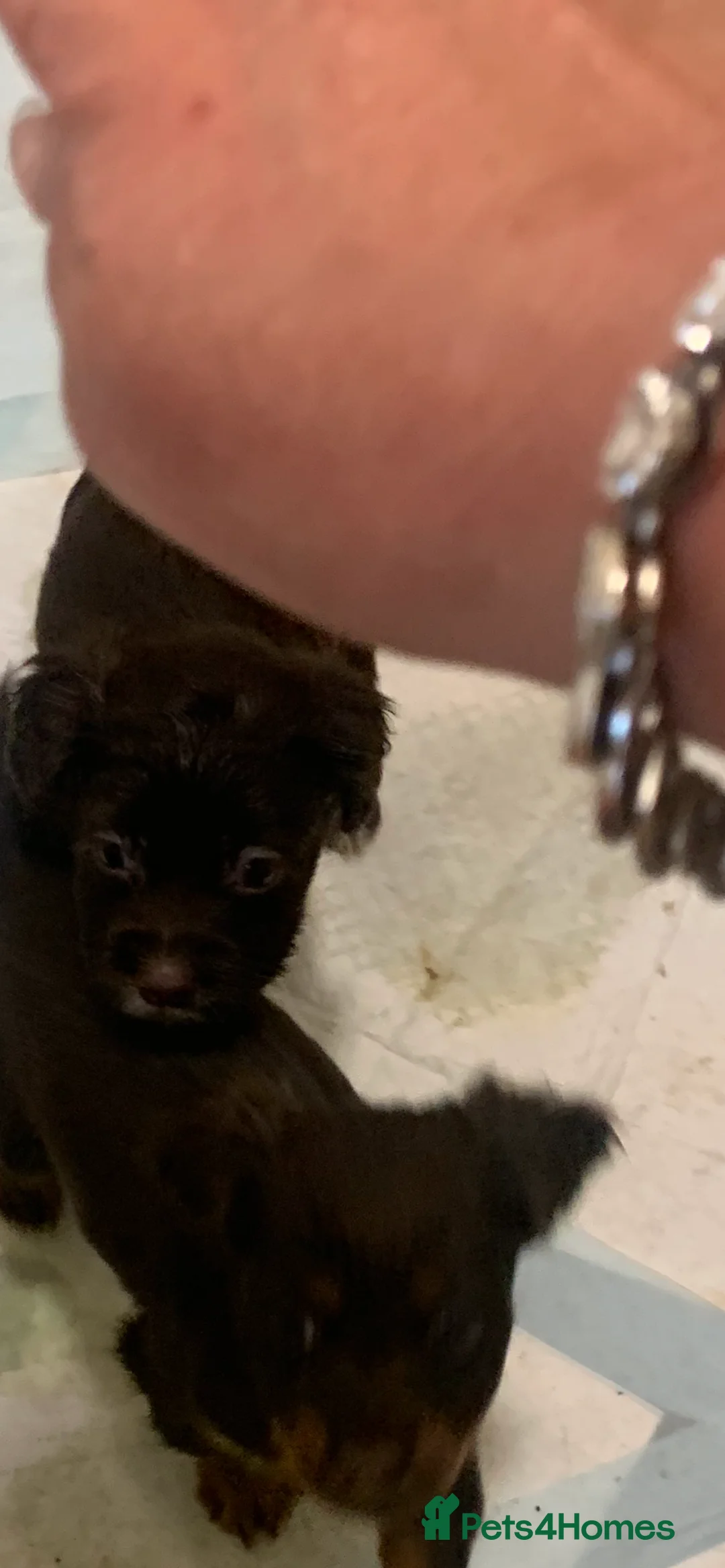 Mixed Breed dogs for sale: Small puppies spaniel x Jack Russell  - Advert 10