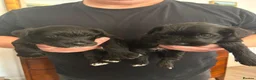 Miniature Schnauzer dogs for sale: Miniature schnauzer puppies for sale  - Advert 8