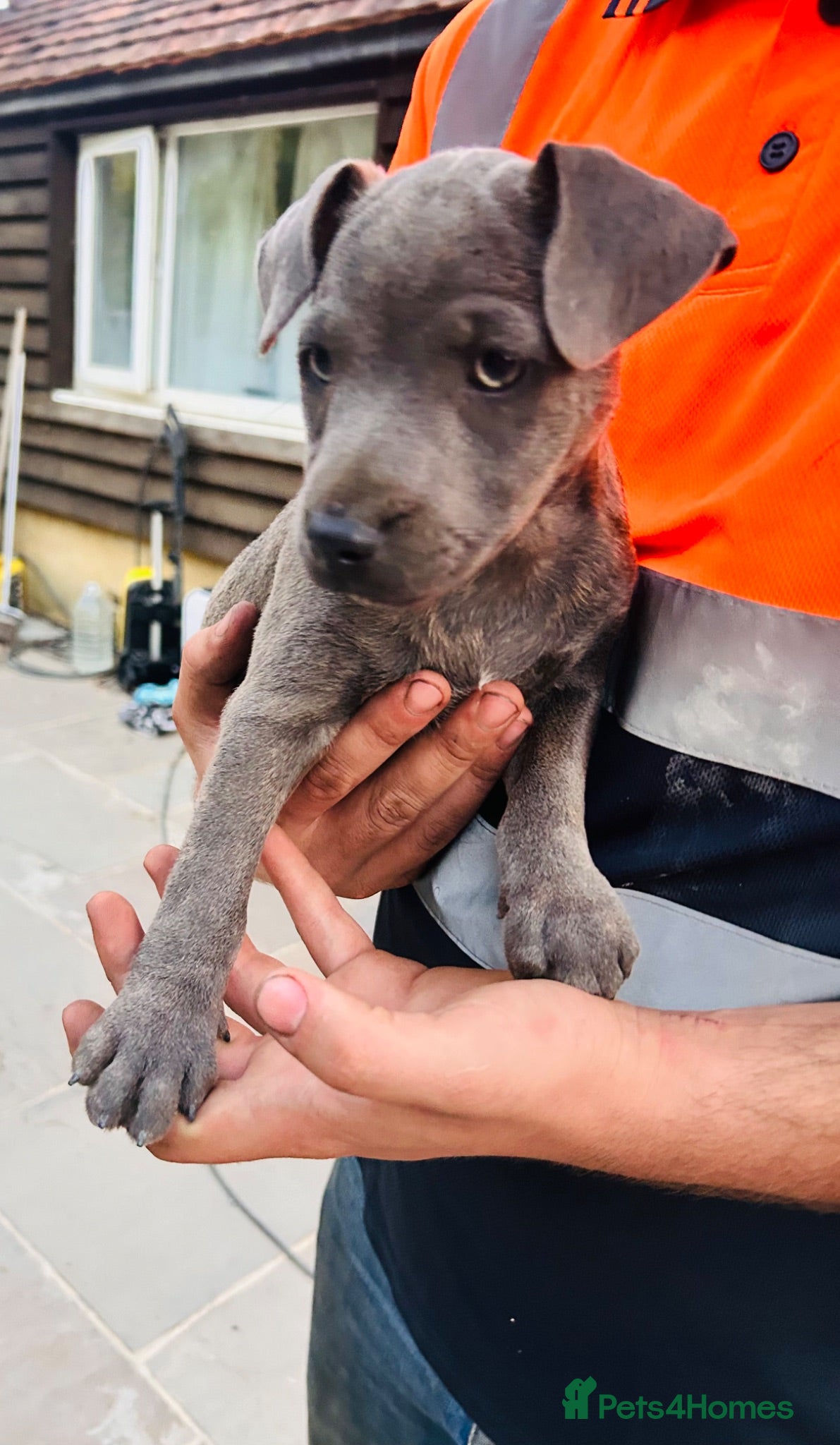 Patterjack dogs RARE blue Patterdale x Jack Russell pups!  - Advert 2