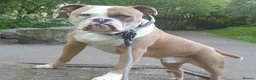 American Bulldog dogs for stud: American Bulldog Import For Stud - Advert 15
