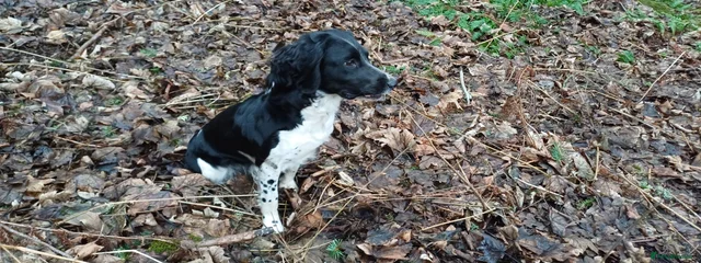 Bracken (Rainfen Oreo of KinnairdPark)