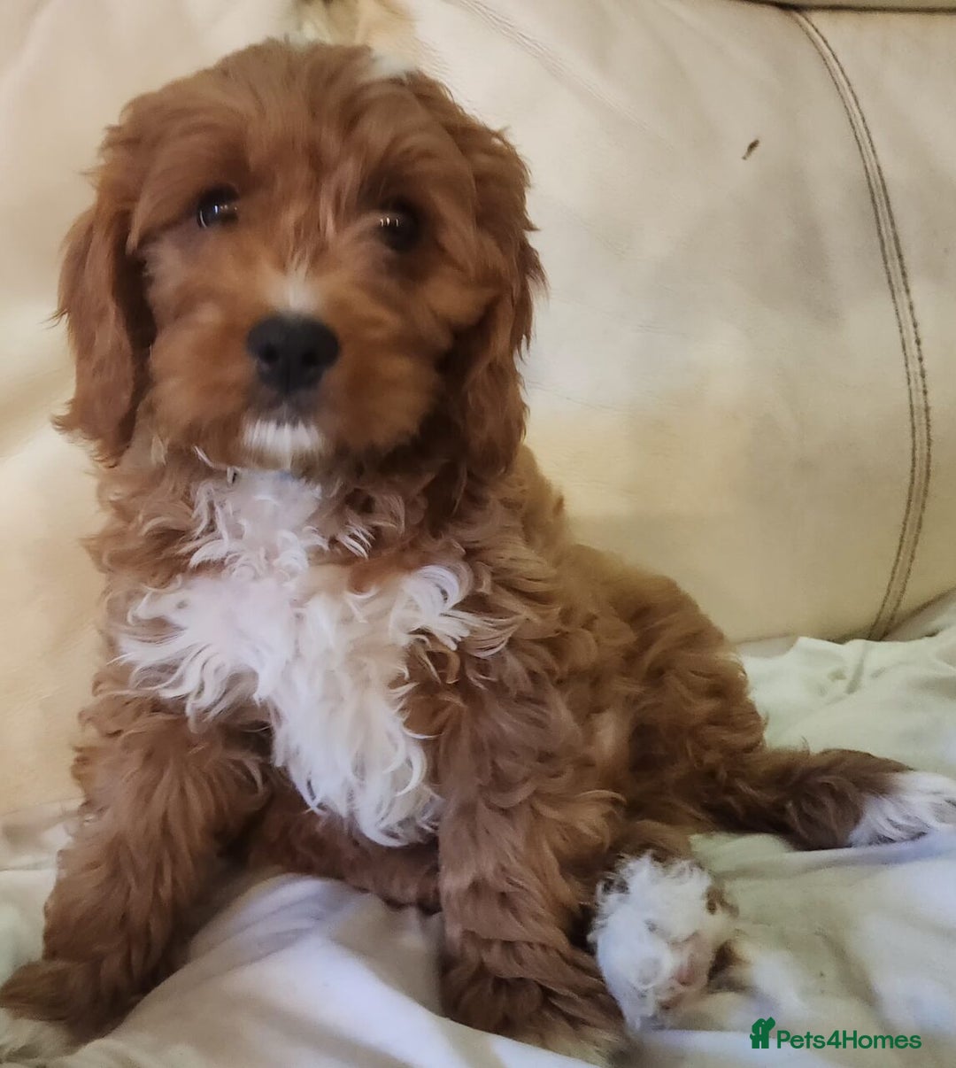 Cavapoo dogs for sale: Adorable Red&White Cavapoo Puppies Available Now  - Advert 13