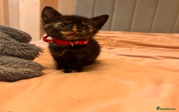 Domestic Shorthair cats for sale: Adorable Tortoiseshell Kittens - Image 15