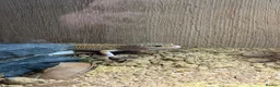 Leopard Gecko reptiles for sale: Beautiful male leopard gecko and full set up  - Advert 2