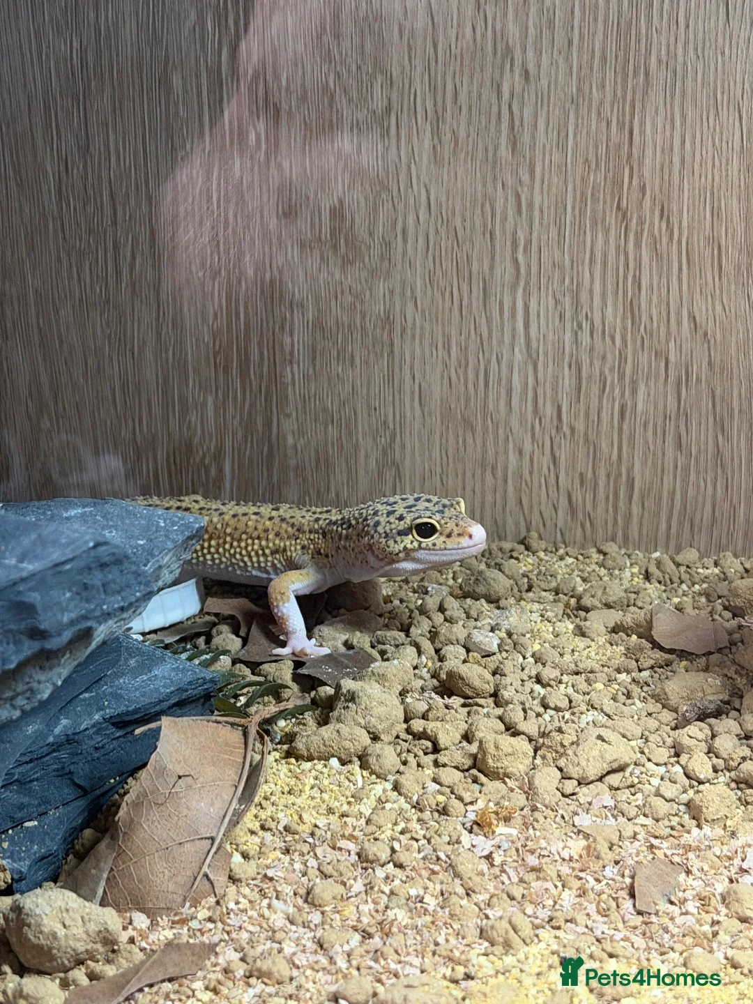 Leopard Gecko reptiles for sale: Beautiful male leopard gecko and full set up  - Advert 2