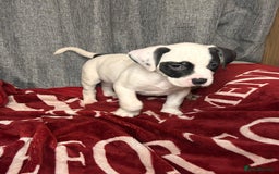 American Bulldog dogs for sale: American Bulldog - Image 24