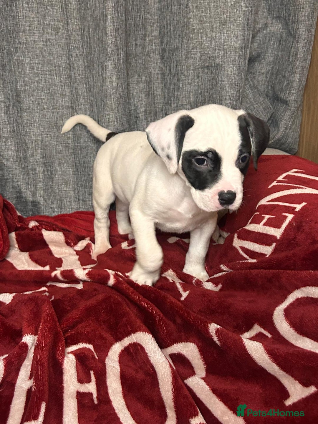 American Bulldog dogs for sale: American Bulldog - Image 24