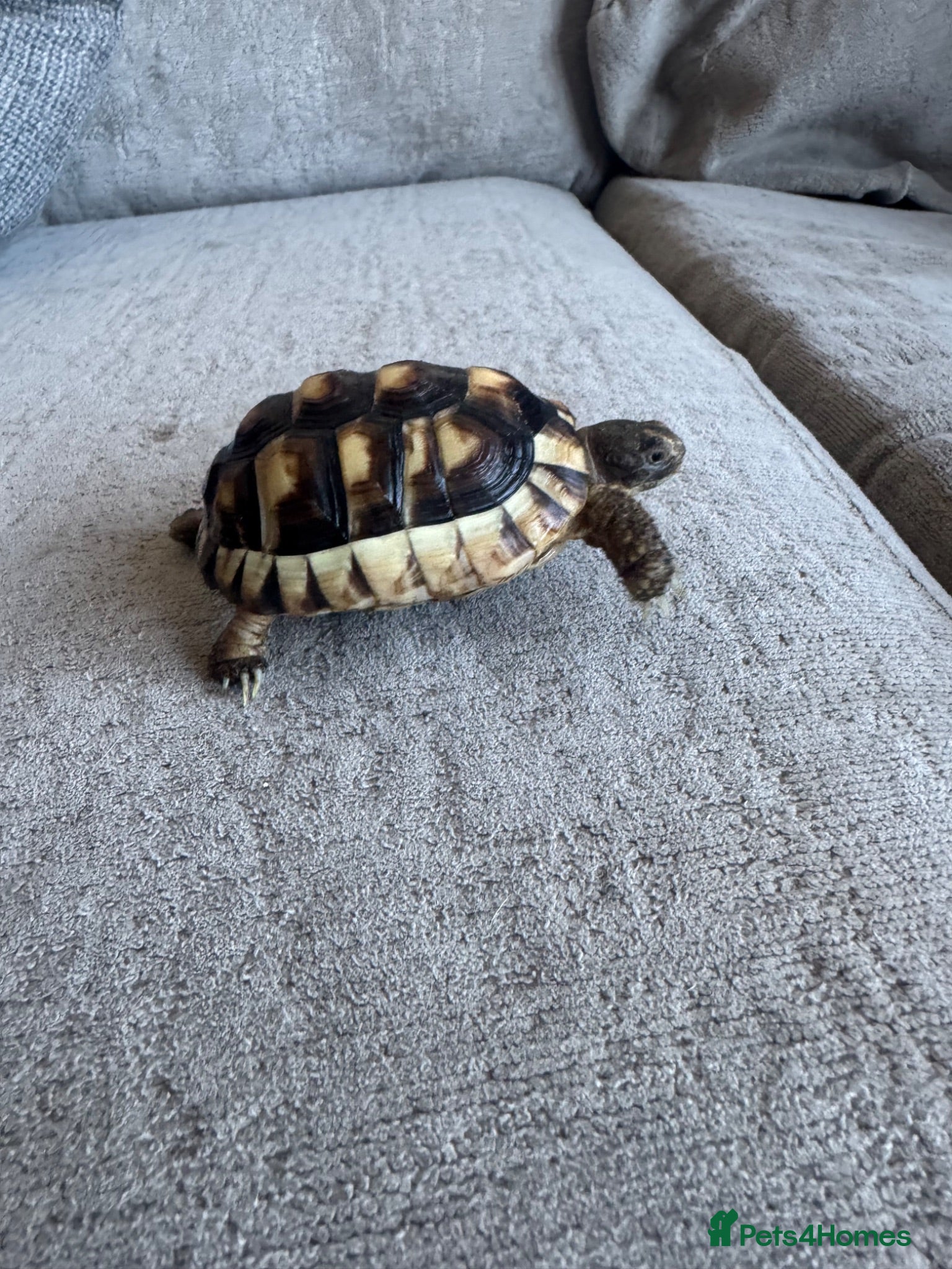 Tortoise reptiles Herman tortoise x2 enclosures for rehoming £60 - Advert 4