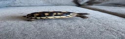 Tortoise reptiles for sale: Herman tortoise for rehoming £60 - Advert 1