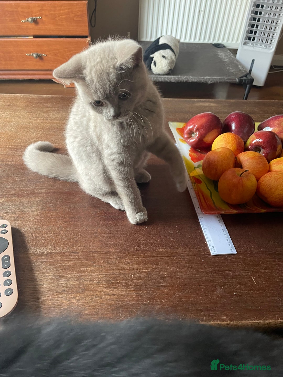 British Shorthair cats for sale: Beautiful British blue Kittens in Sheffield - Image 16
