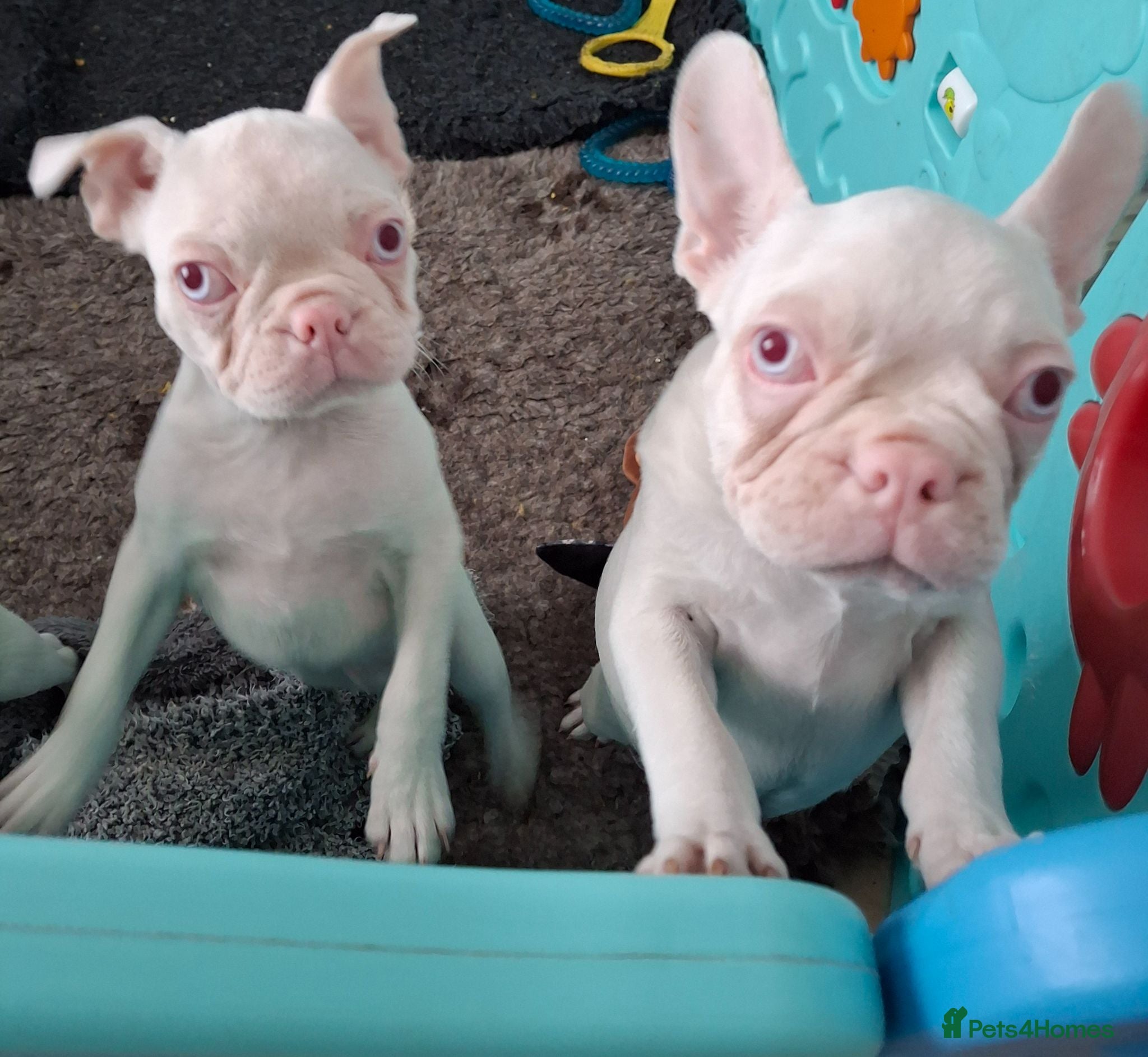 Boston Terrier dogs Very Unique Boston Terriers Boys.  - Advert 10