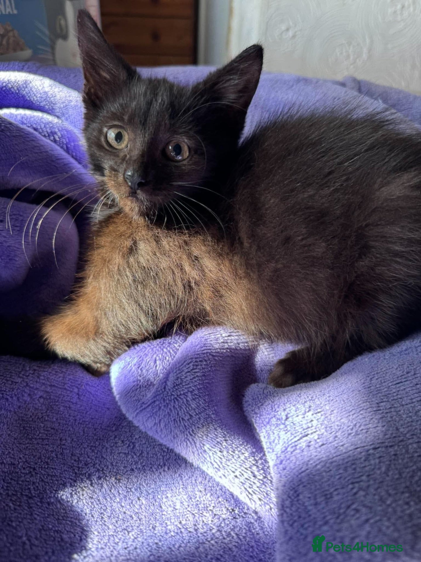 Mixed Breed cats Prince needs a loving home  - Advert 11
