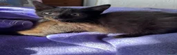 Mixed Breed cats for adoption: Prince needs a loving home  - Advert 2