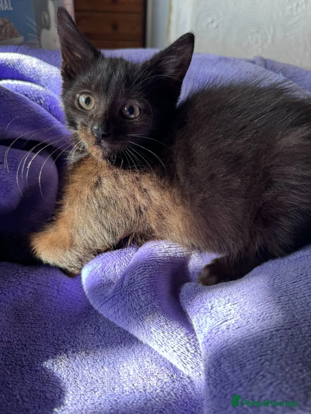 Mixed Breed cats for adoption: Prince needs a loving home  - Advert 2